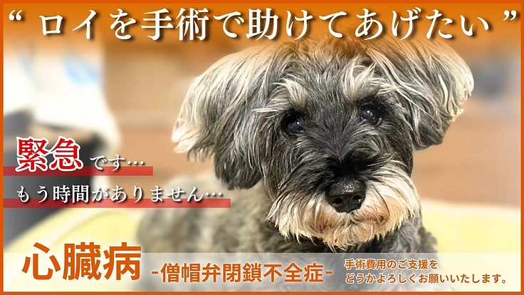 心臓病【僧帽弁閉鎖不全症】の愛犬ロイを手術で助けてあげたい！