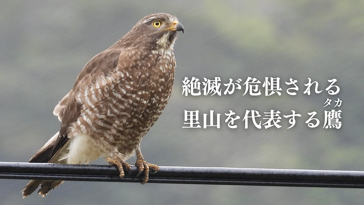 国内で越冬する絶滅危惧種サシバの新たな保全プロジェクトにご支援を！