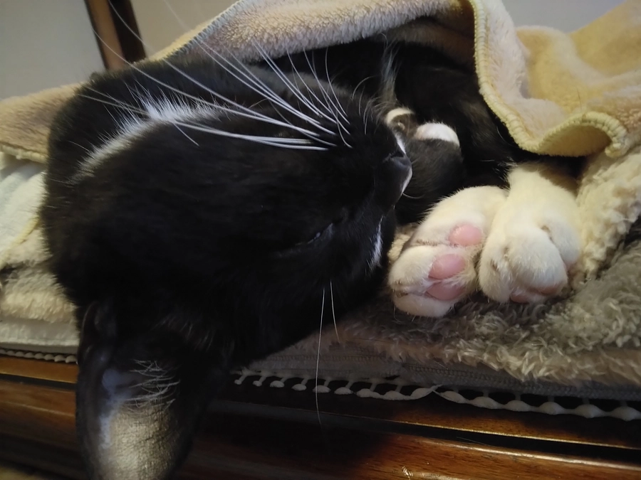 3/15はなちゃんの様子