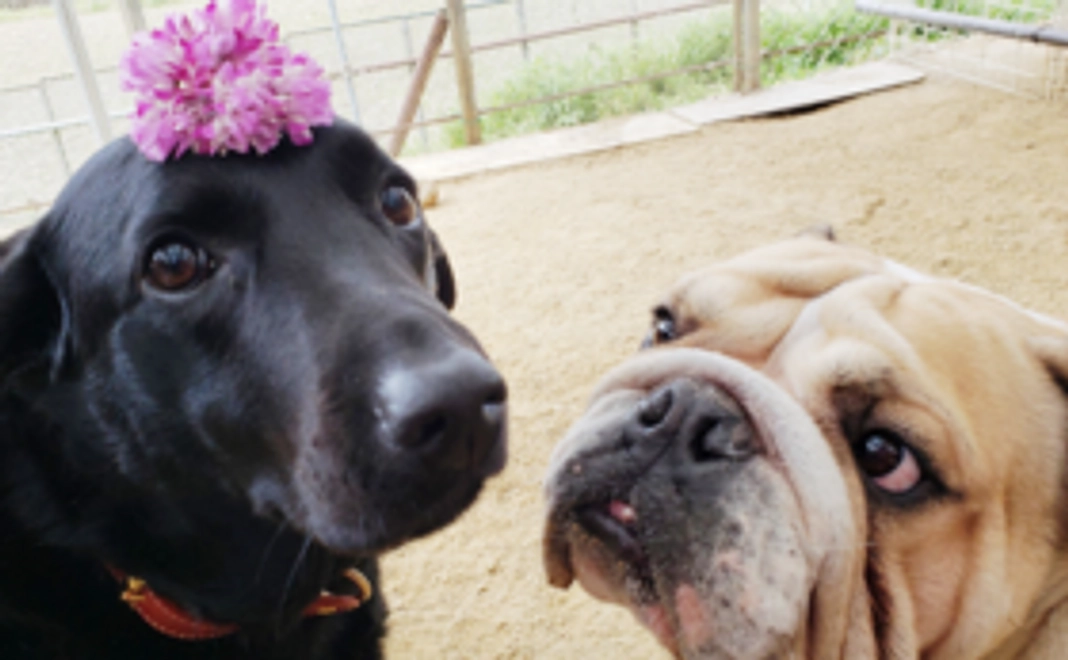 ２．純粋応援コース