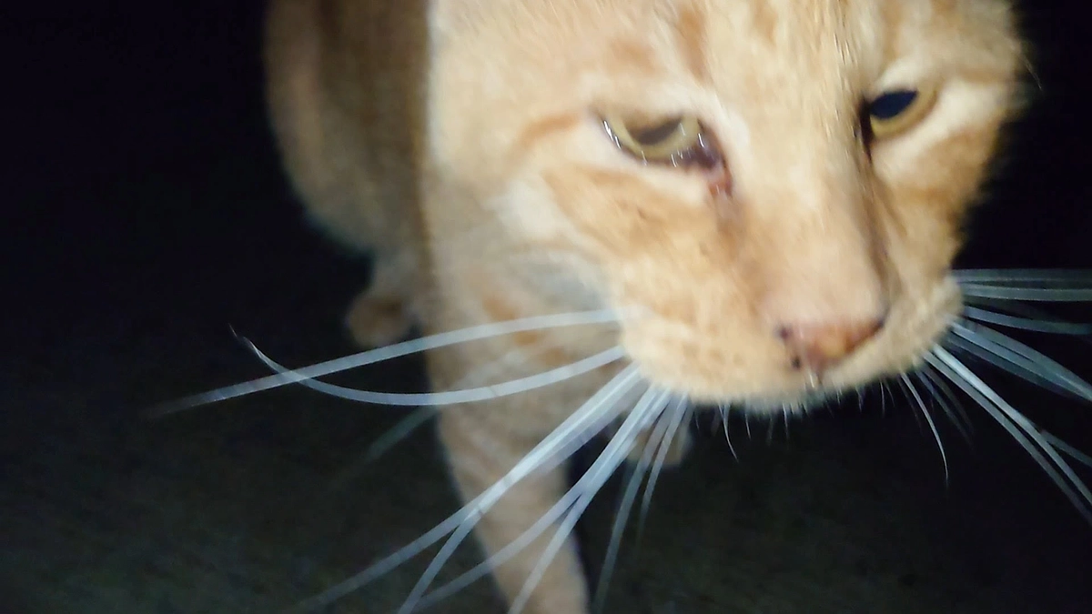 ヨッちゃんを保護した日～野良猫から家猫になった日～