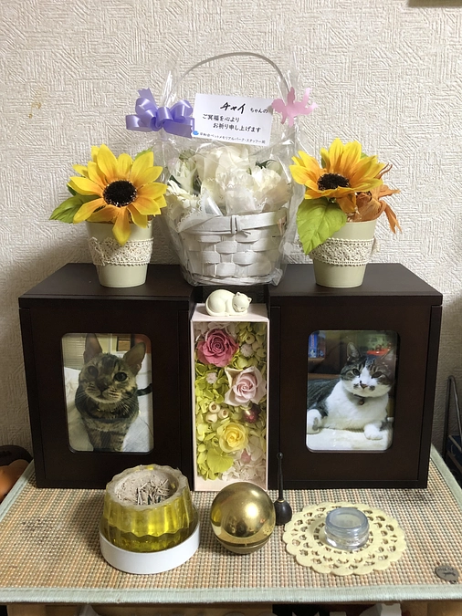 チャイを見送りました