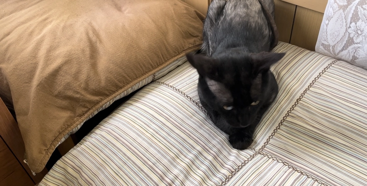 6/17　香箱座りと先住猫