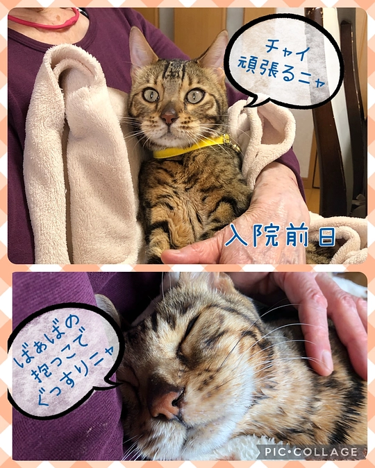 4/21〜5/12までの診療明細のご報告