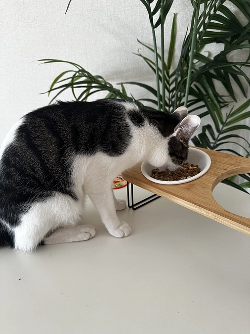 🌿FIP治療 投薬61日目🌿