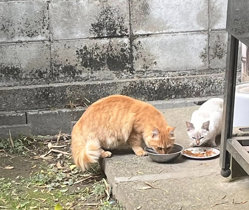 TNR活動報告　餌やりさんが入院され残された子達は。。。
