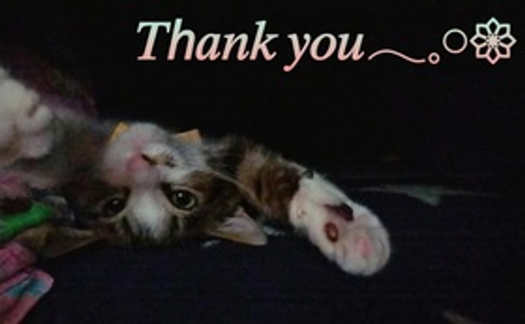 元気なベルの画像1枚！