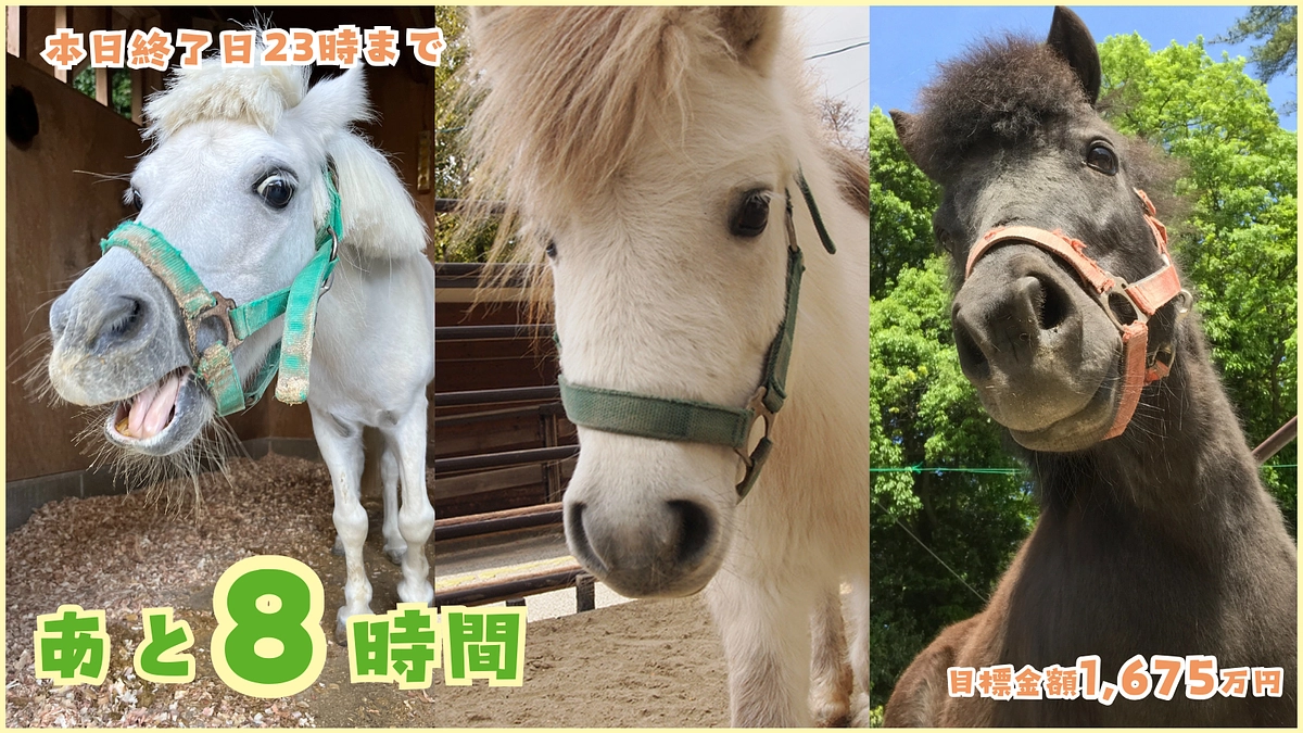 【終了まであと8時間！】東公園動物園でくらす動物たちのために！～腐食が進む扉の修繕を目指します～