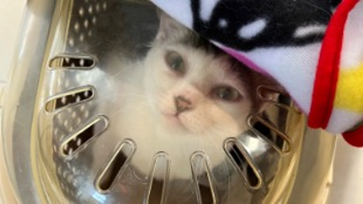 こはるの手術が決まりました。