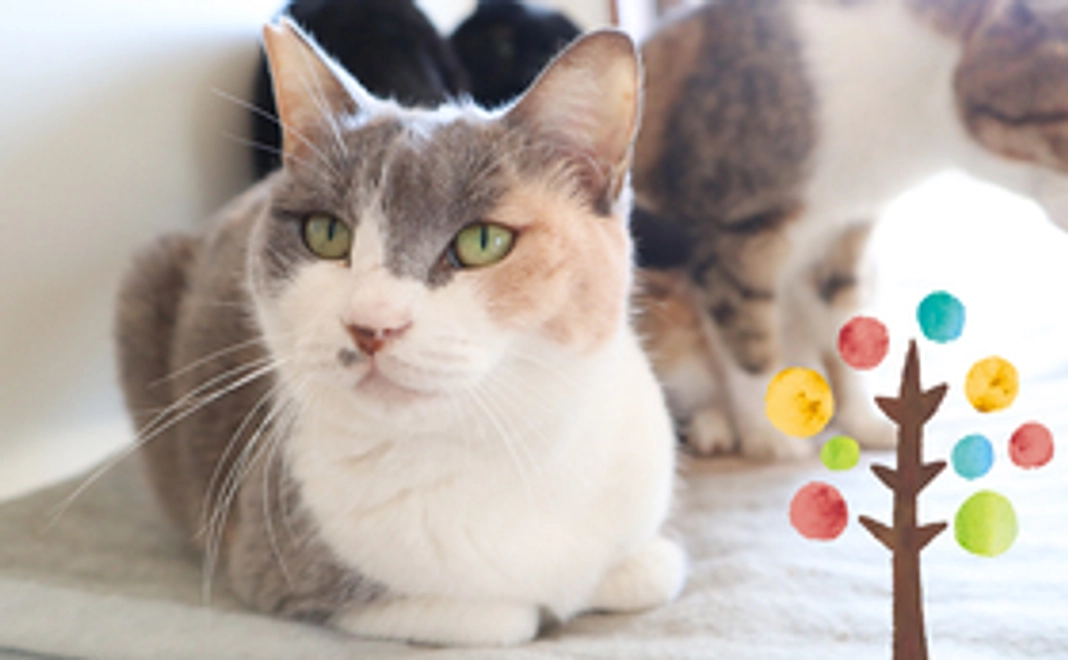 保護しているねこちゃんのデジタル壁紙で応援!