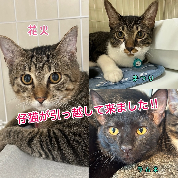 昨日（10月6日）からねこてまりに子猫が来ました！