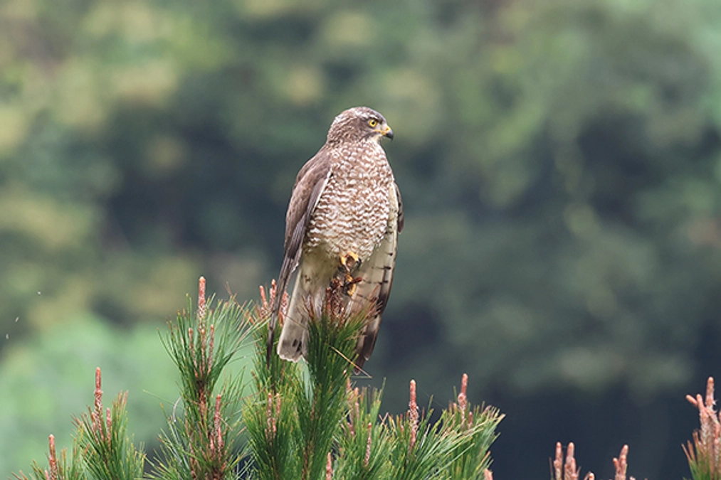 沖縄島のサシバたち