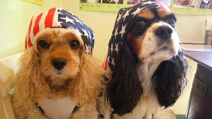 飼い主と新しい里親をつなぐドックレスキュ―ハウスを建てたい!