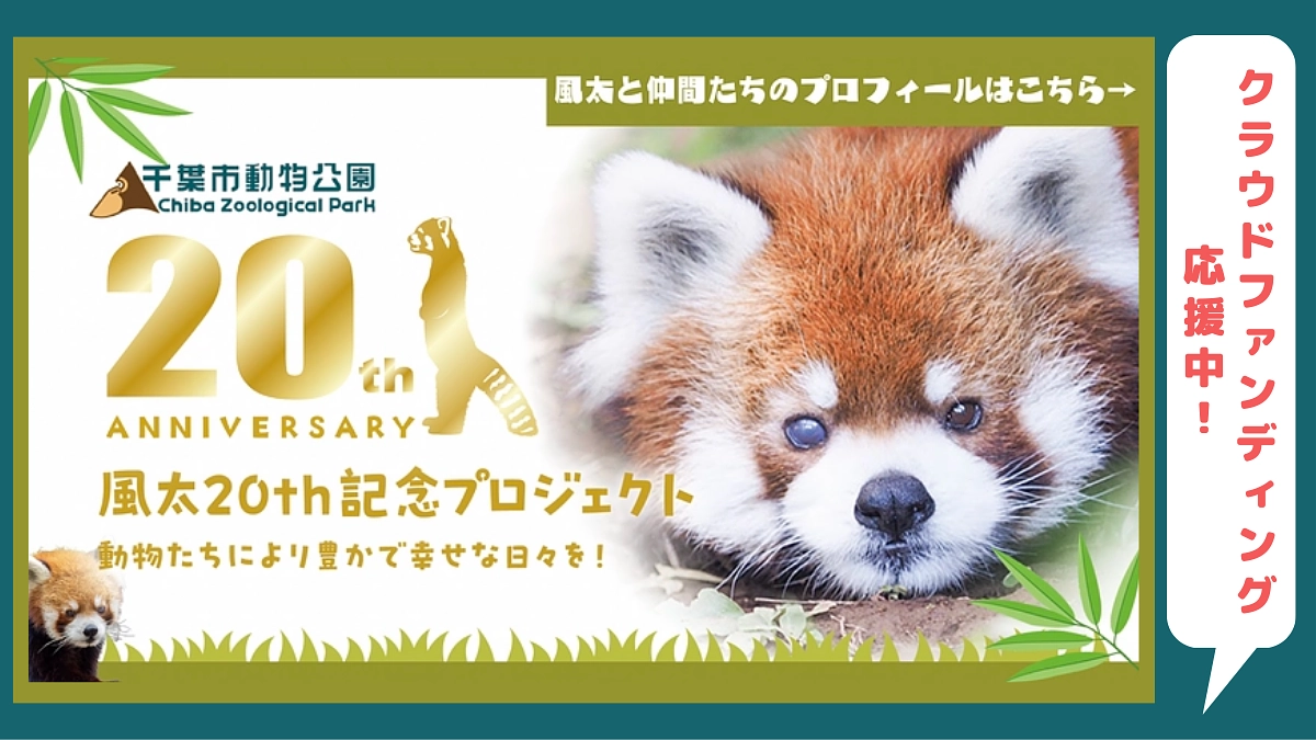 7/31まで【千葉市動物公園｜レッサーパンダ「風太」のための環境改善クラウドファンディング】応援中！