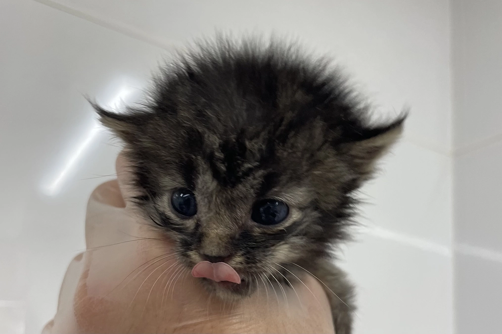 茨城県動物指導センターより子猫達がお引越しして来ました。