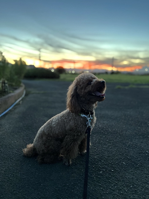 お散歩大好きボーイ