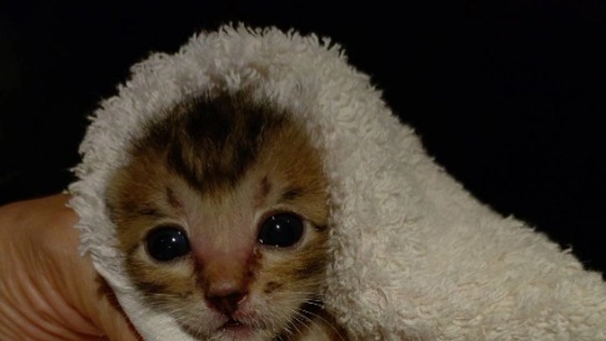 自力で頑張ってるトラちゃん