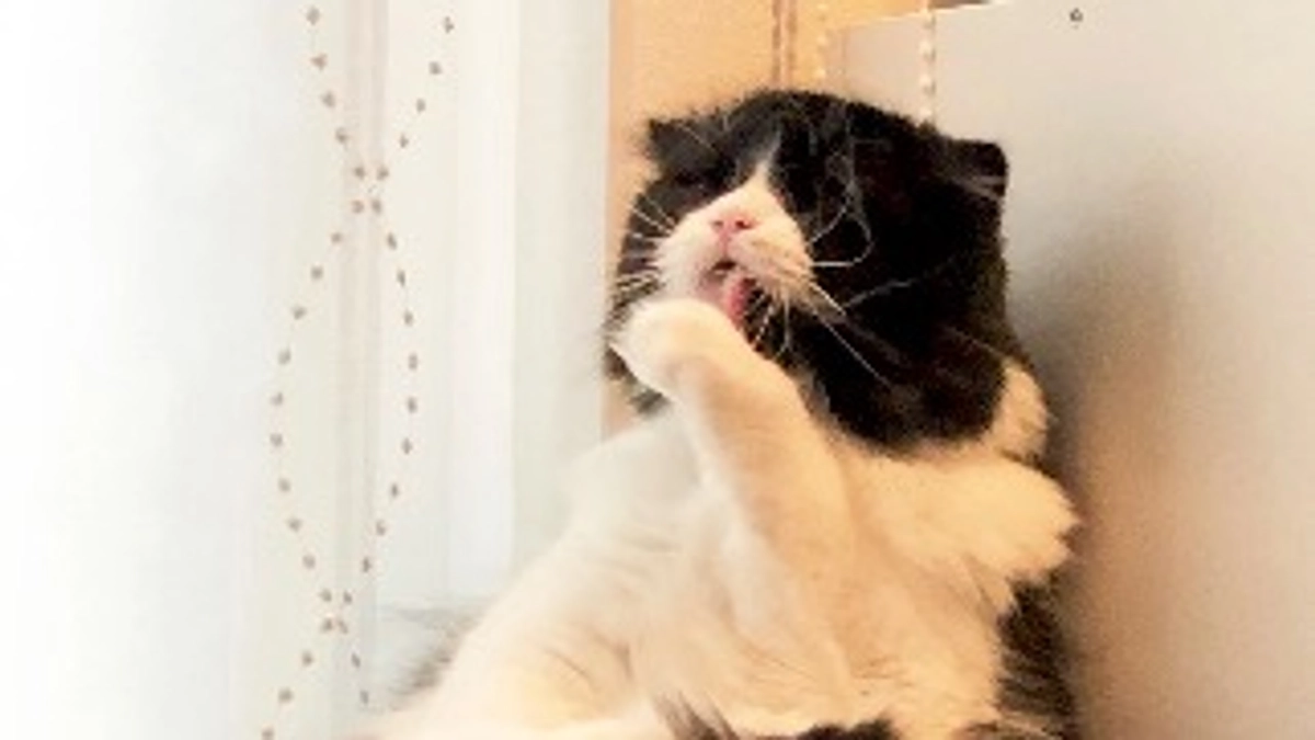 残り６日。ししゃも元気になって。