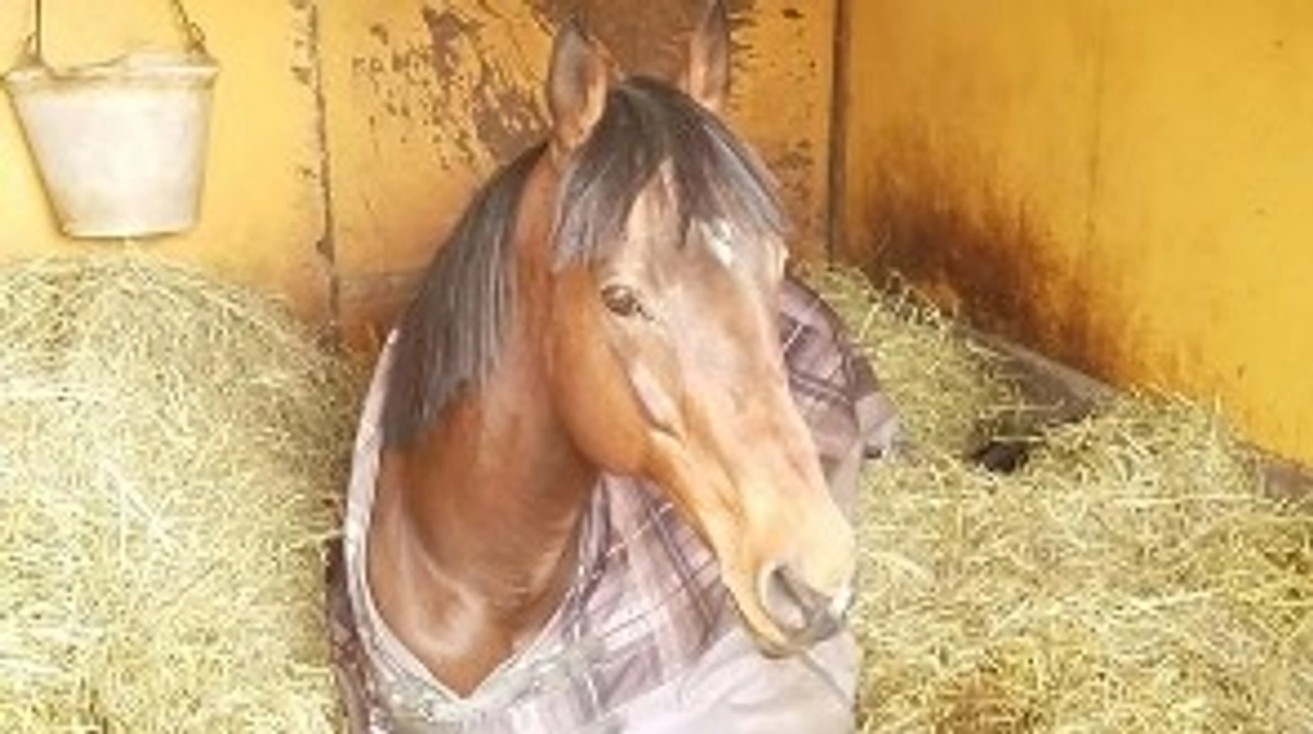 クラファン終了まで2週間！本日もラジオ出演します！最後まで頑張ります！ご支援・拡散をお願いします！