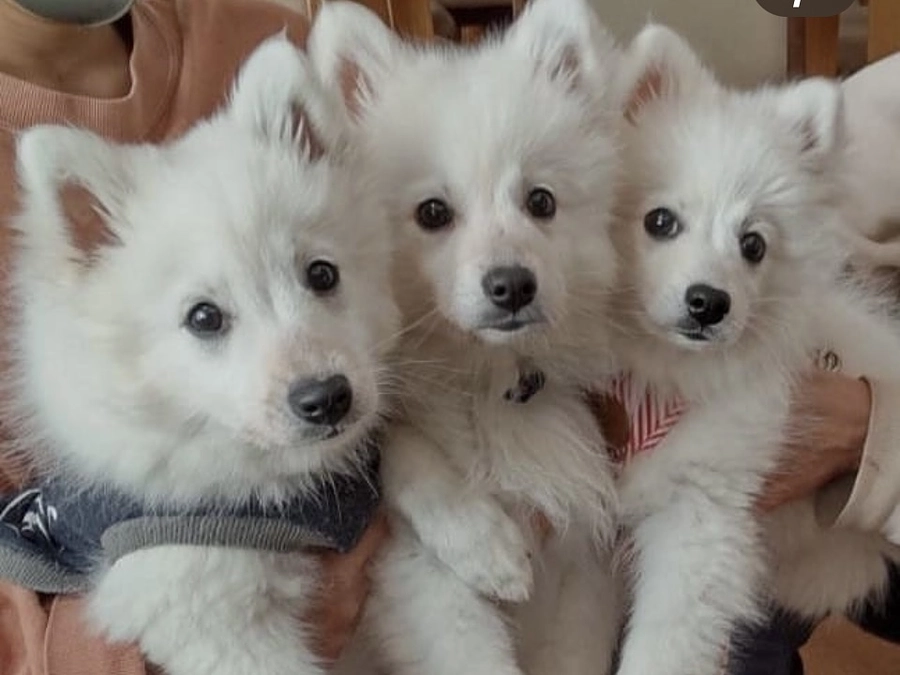 レーベンがやってきたこと　保護活動と繁殖