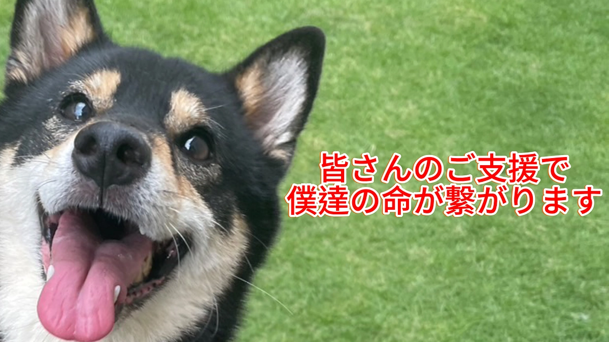 犬達の冬の準備致しました!!