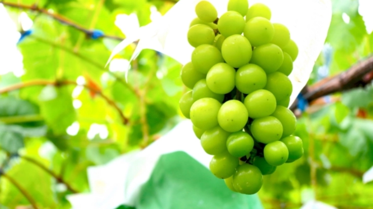 岡山県でシャインマスカットを育てたい