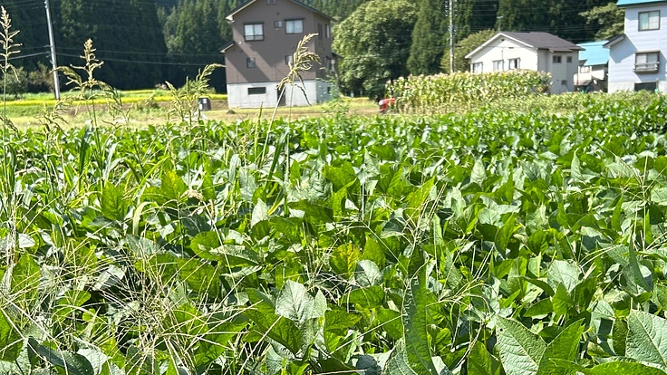 農作業を少しでも楽に楽しくしたい