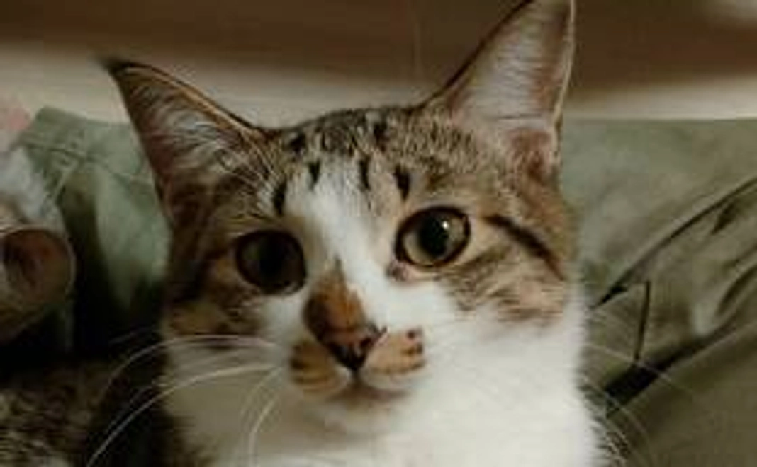 【応援コース】リターン不要 3000円