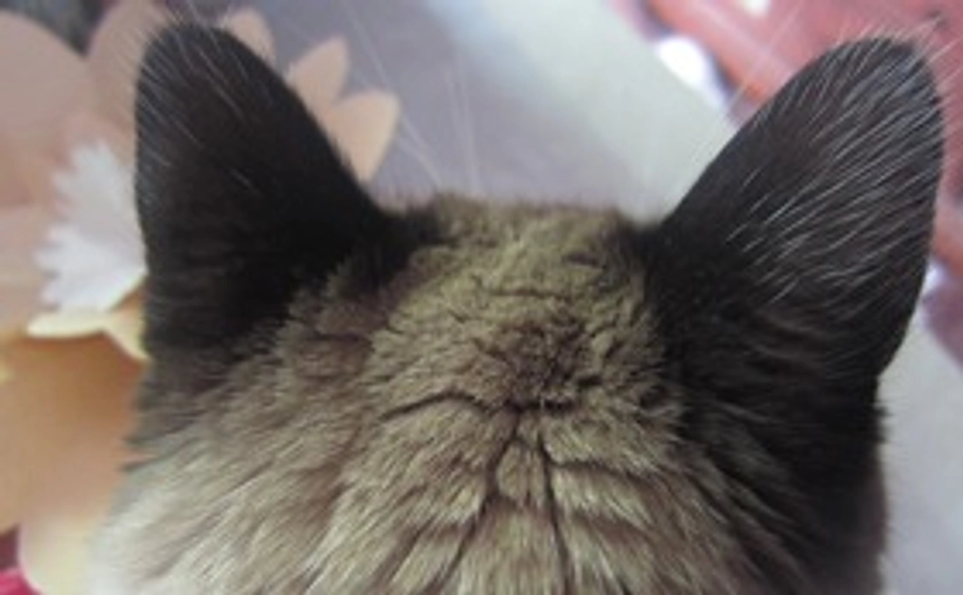 【3000円】感謝メール