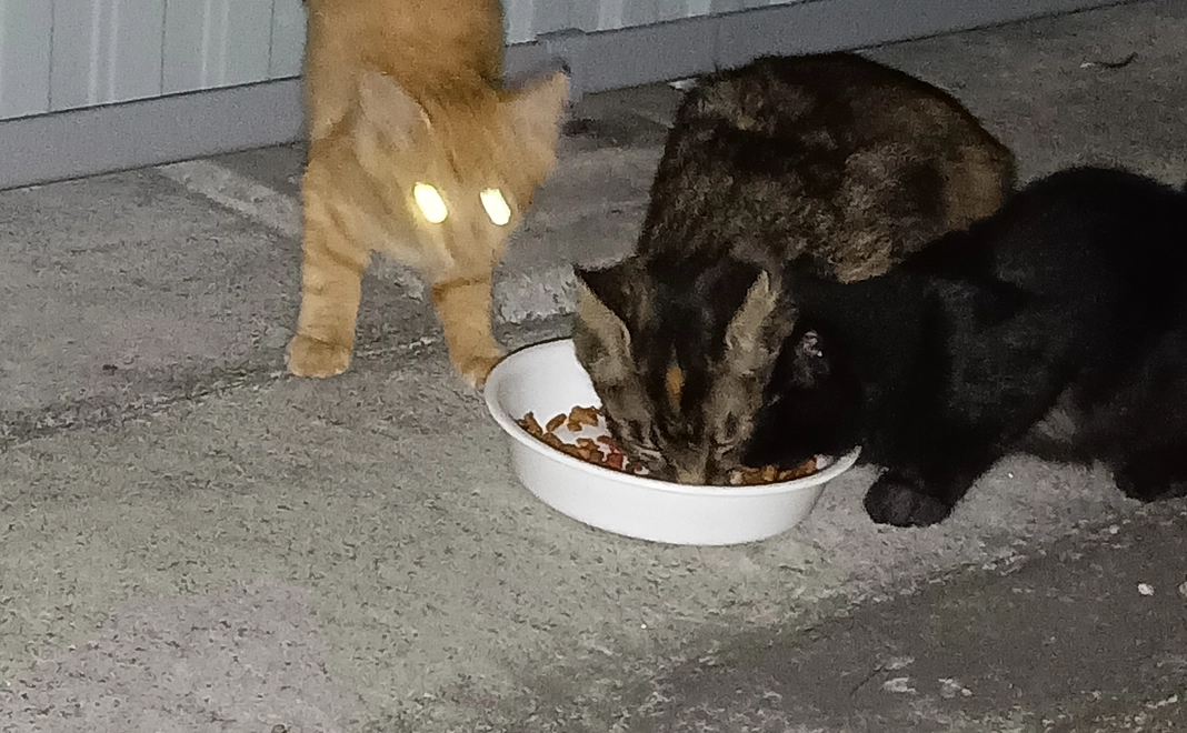 野良猫達は常にお腹いっぱいに食べれないので、どうかご支援をお願い致します！支援の感謝のメールを送り致します!！