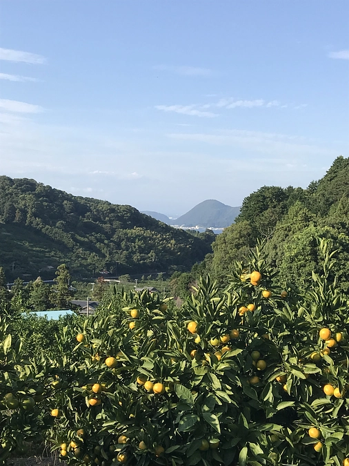 仲屋海瀬農園のみかん畑の様子