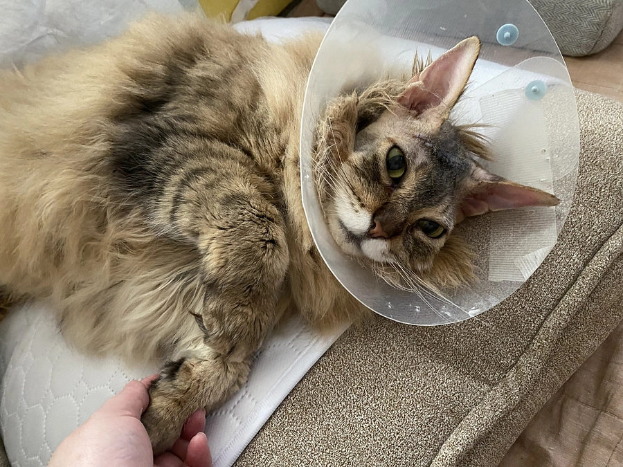 退院後のルウの投薬について