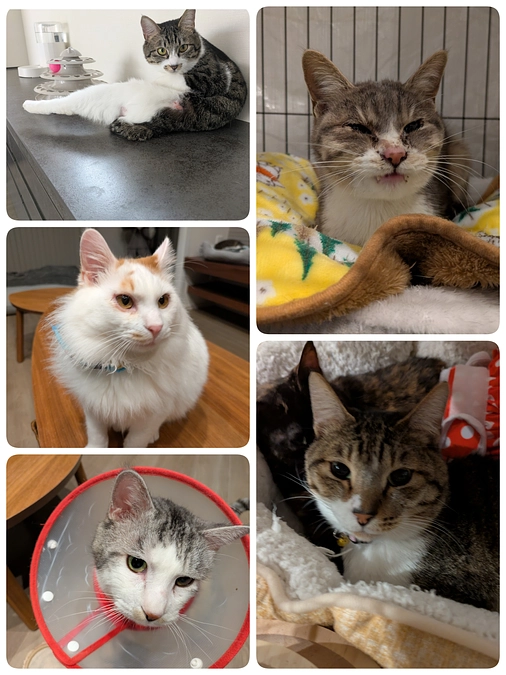 はじめましての［かぐらちゃん］と他4匹の医療