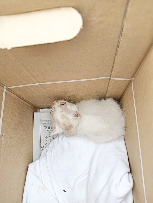 緊急保護しました!!