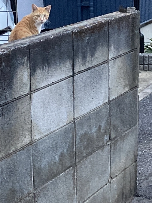 のら猫ちゃん情報収集