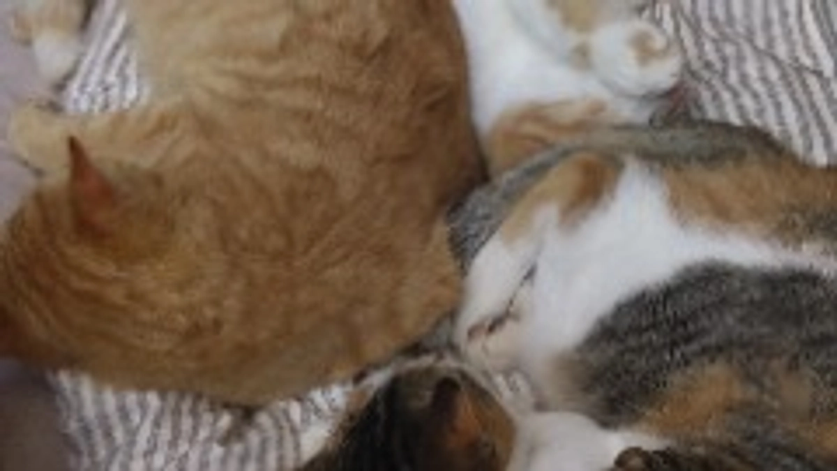 活動報告　猫ちゃん部屋作り