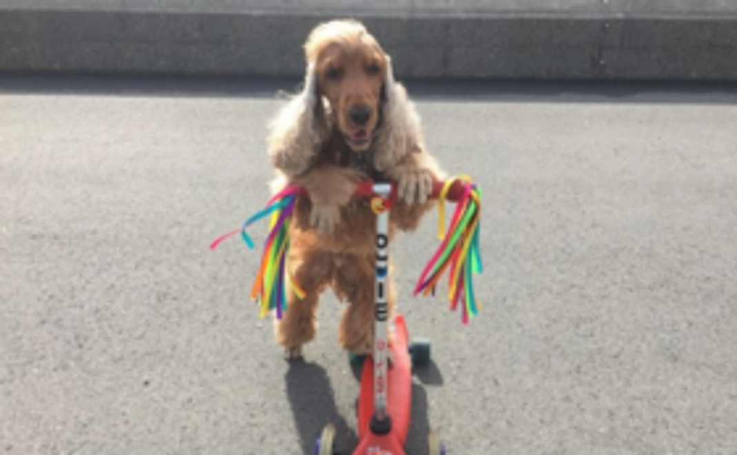 【Perritoサポーター】店舗にお名前掲示！