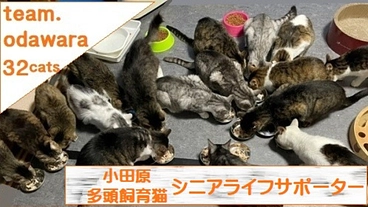 多頭崩壊を乗り越えた３２匹の猫達の、穏やかなシニアライフをサポート のトップ画像