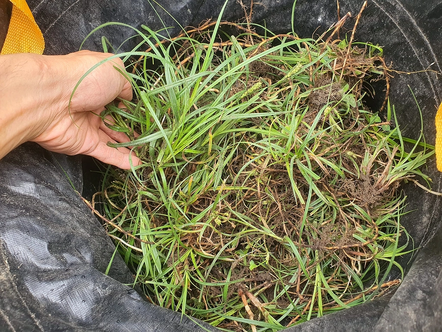 日本庭園造り　5日目