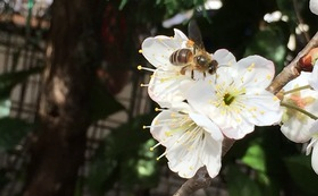 JBeeFarmへの応援　500円