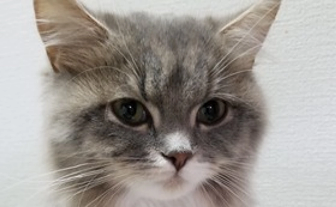 ルウちゃん応援コース3000