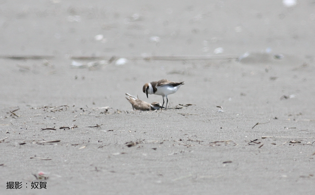 もうすぐシロチドリの繁殖期が始まります