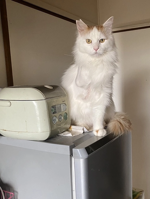 最近の白フサ猫