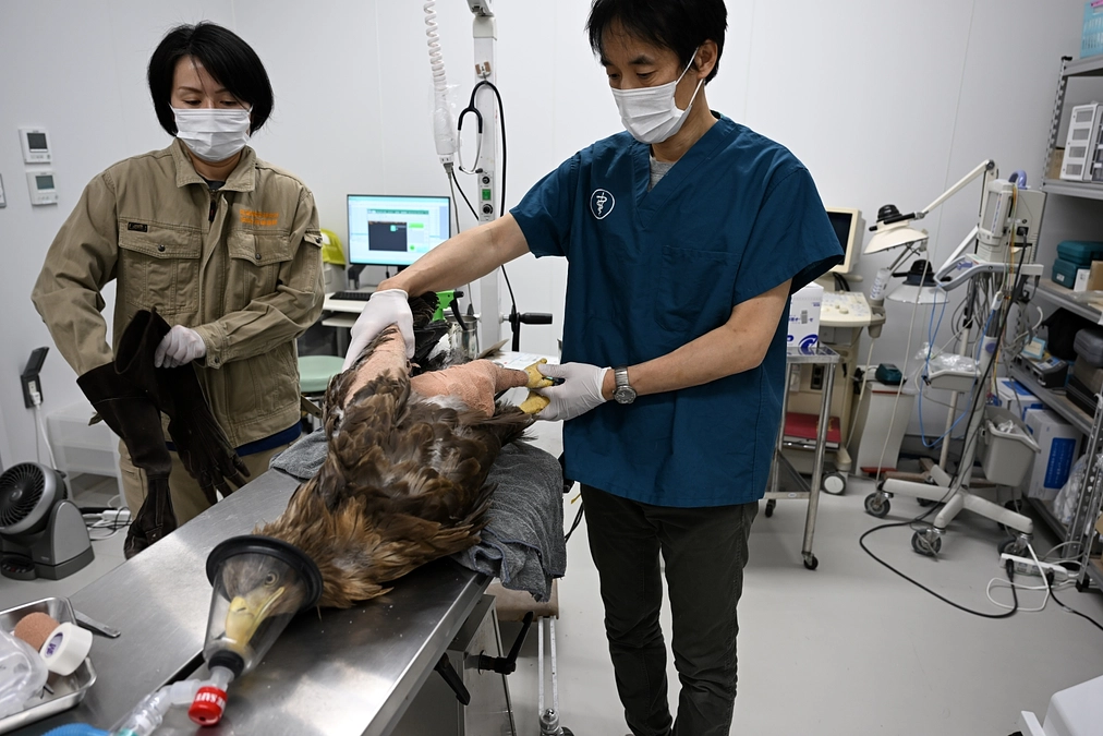 風車衝突のオジロワシ、翼が繋がり大部屋へ！