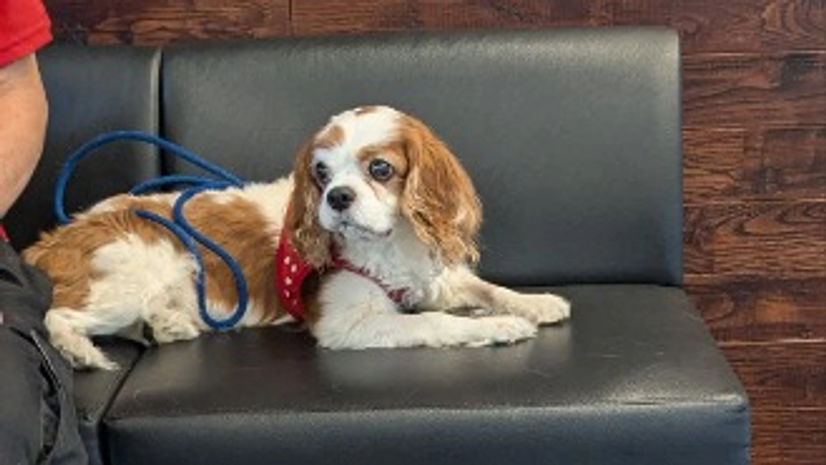 術前検査に行ってきました