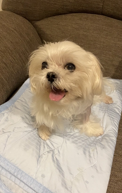 台湾から来た萌萌え家族を大切にしてくれてありがとうございました🥰🐶🏡