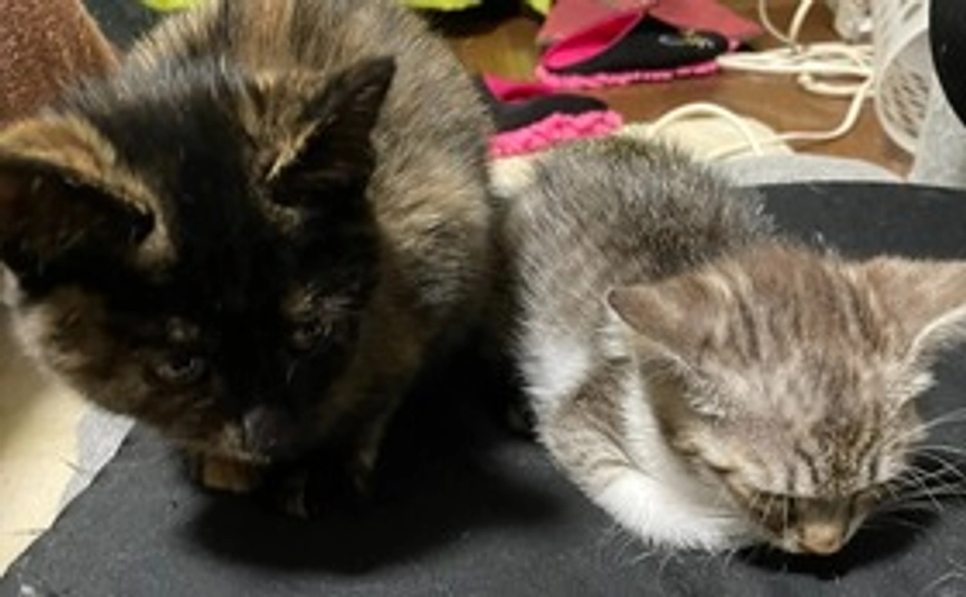 がんばれ！子猫たち！コース