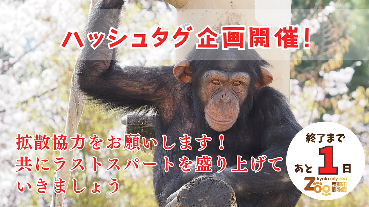 ハッシュタグ企画にご参加を！皆さまと共にラストスパートを盛り上がっていけたら嬉しいです