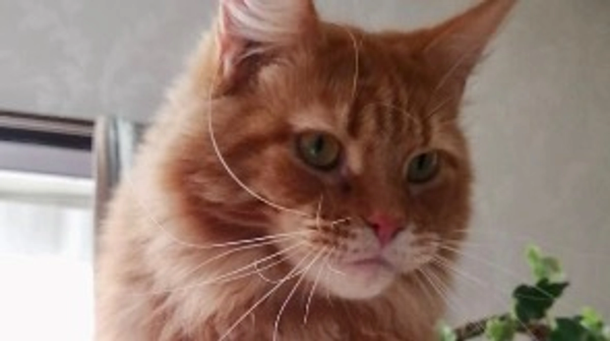 温かいご支援ありがとうございます