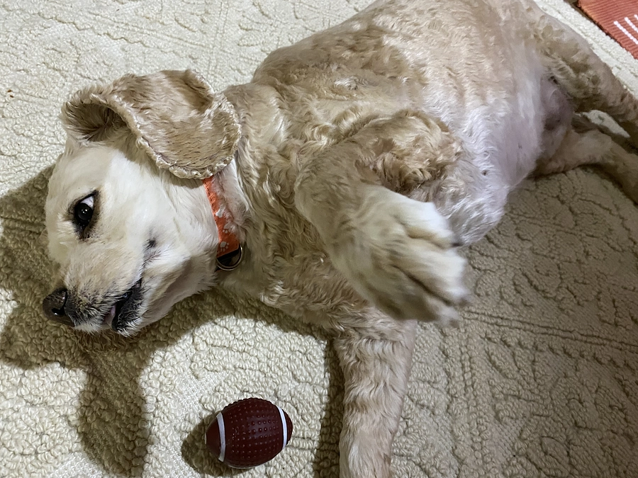 ロレンツアあと7日残りとなりました　目標額まで24000円不足しています　応援してください